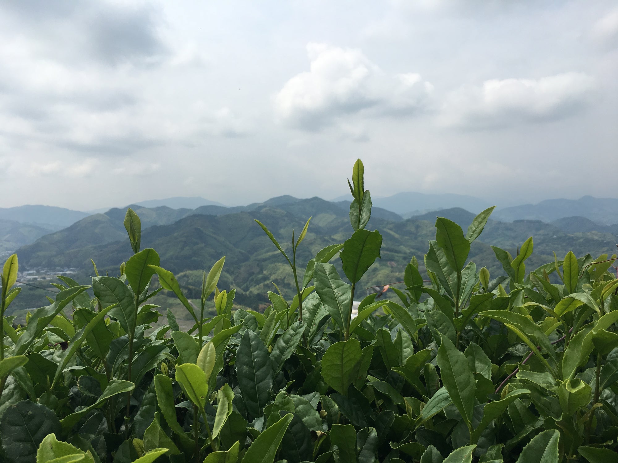 How Matcha Leaves are Processed