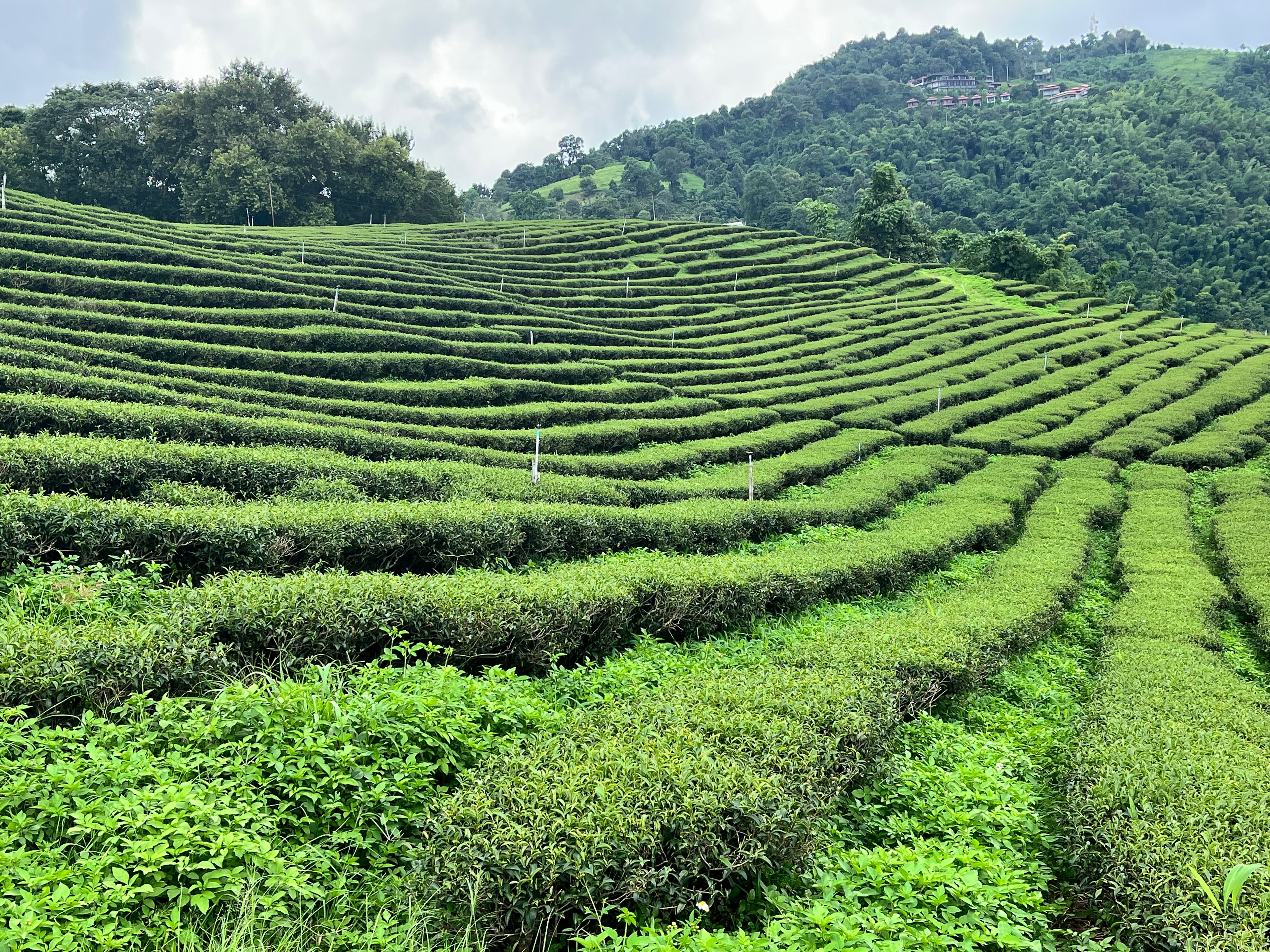 Whisk Matcha- How Matcha is Grown