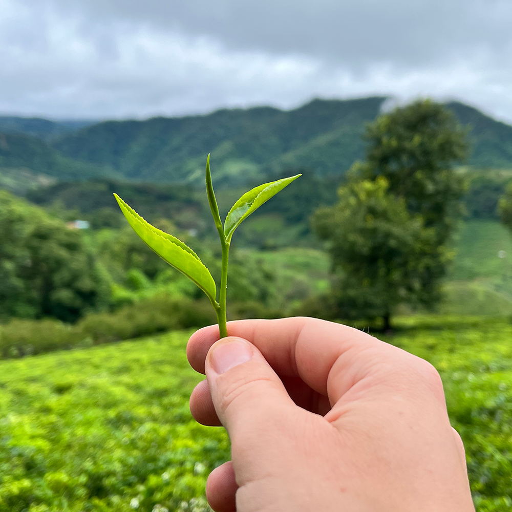 What is Matcha?